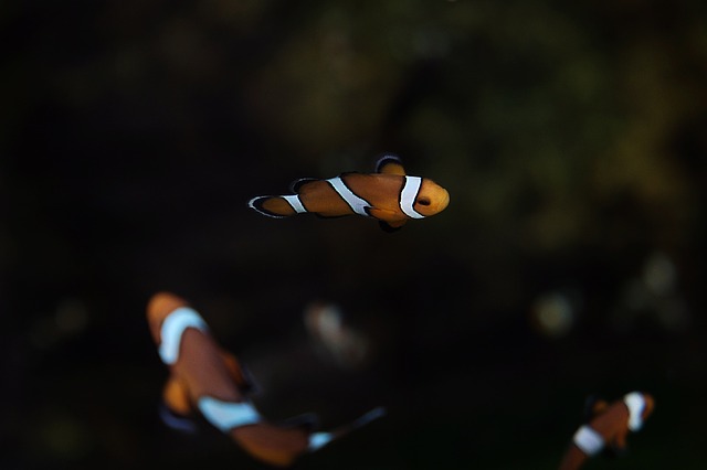 Budidaya Ikan Hias Bisa Menyelamatkan Masyarakat dari Kemiskinan - clown-fish ikan badut