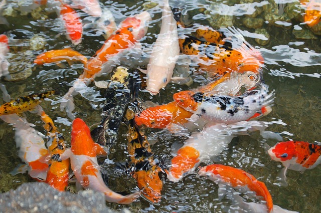 Budidaya Ikan Hias Bisa Menyelamatkan Masyarakat dari Kemiskinan - Ikan koi